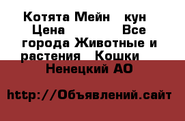 Котята Мейн - кун › Цена ­ 19 000 - Все города Животные и растения » Кошки   . Ненецкий АО